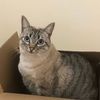 catswhiskers651